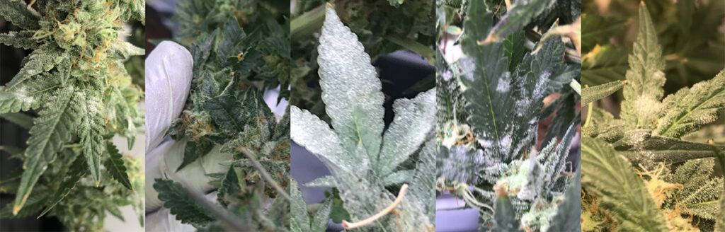 how-to-get-rid-of-powdery-mildew-cannabis-grow-cheat-sheet