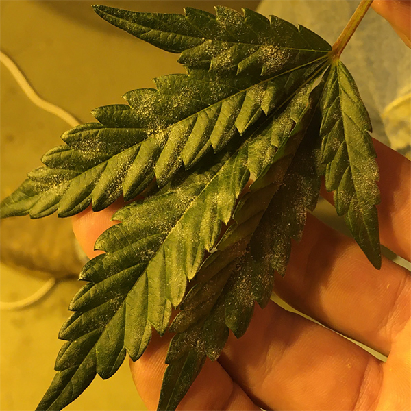 How to Get Rid of Powdery Mildew | Cannabis Grow Cheat Sheet