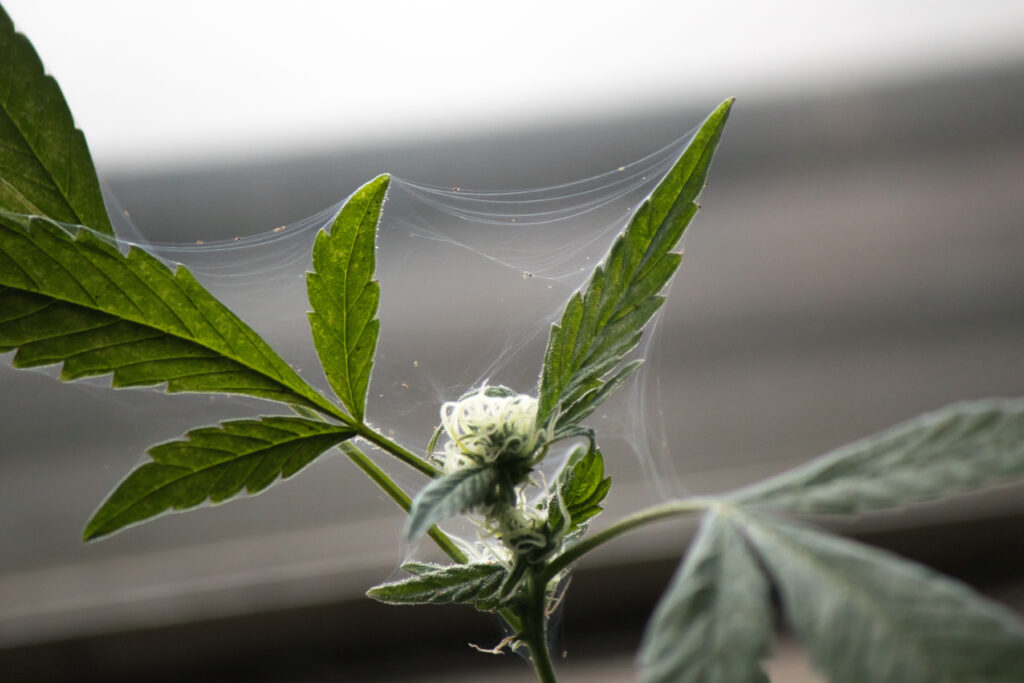 spider mite webbing