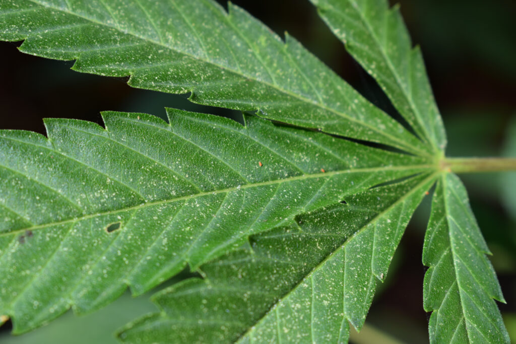 Spider Mite Eggs On Cannabis