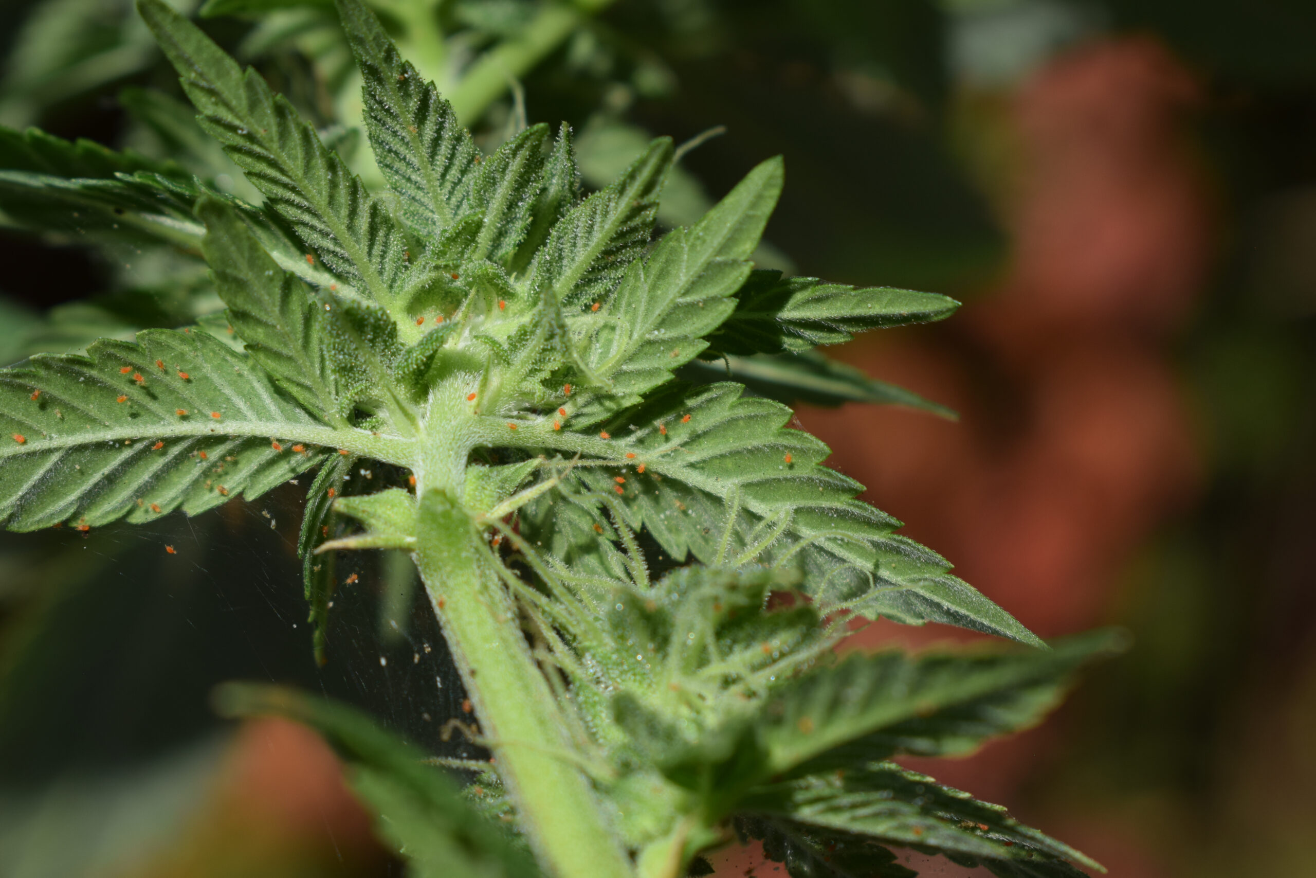 Effective Ways to Get Rid of Spider Mites on Cannabis Plants